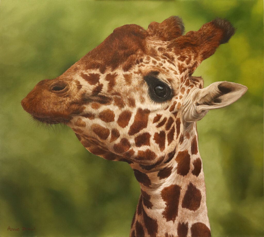 Annie Drew Wildlife Art - Oil Painting of Giraffe