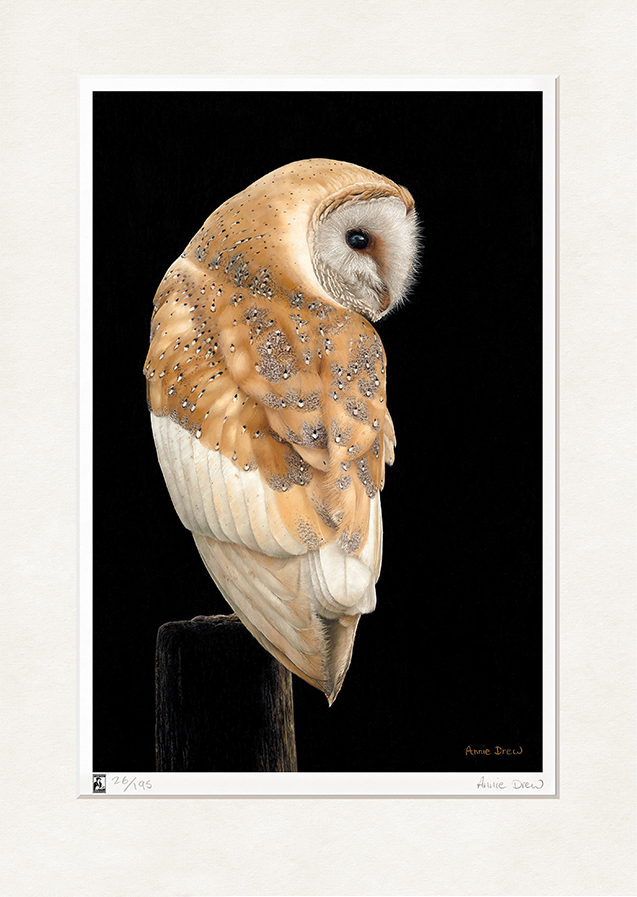 Annie Drew Wildlife Art Barn Owl Print
