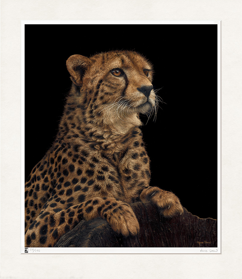 Annie Drew Wildlife Art - Oil Painting of Cheetah