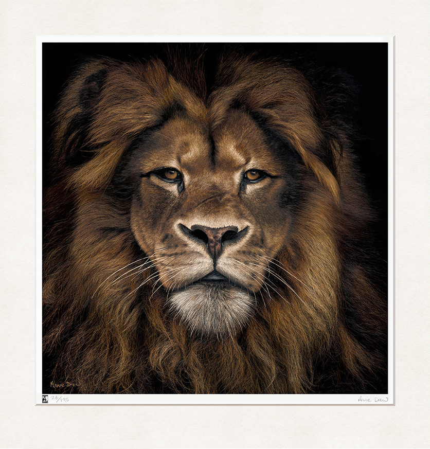 Annie Drew Wildlife Art Lion Print