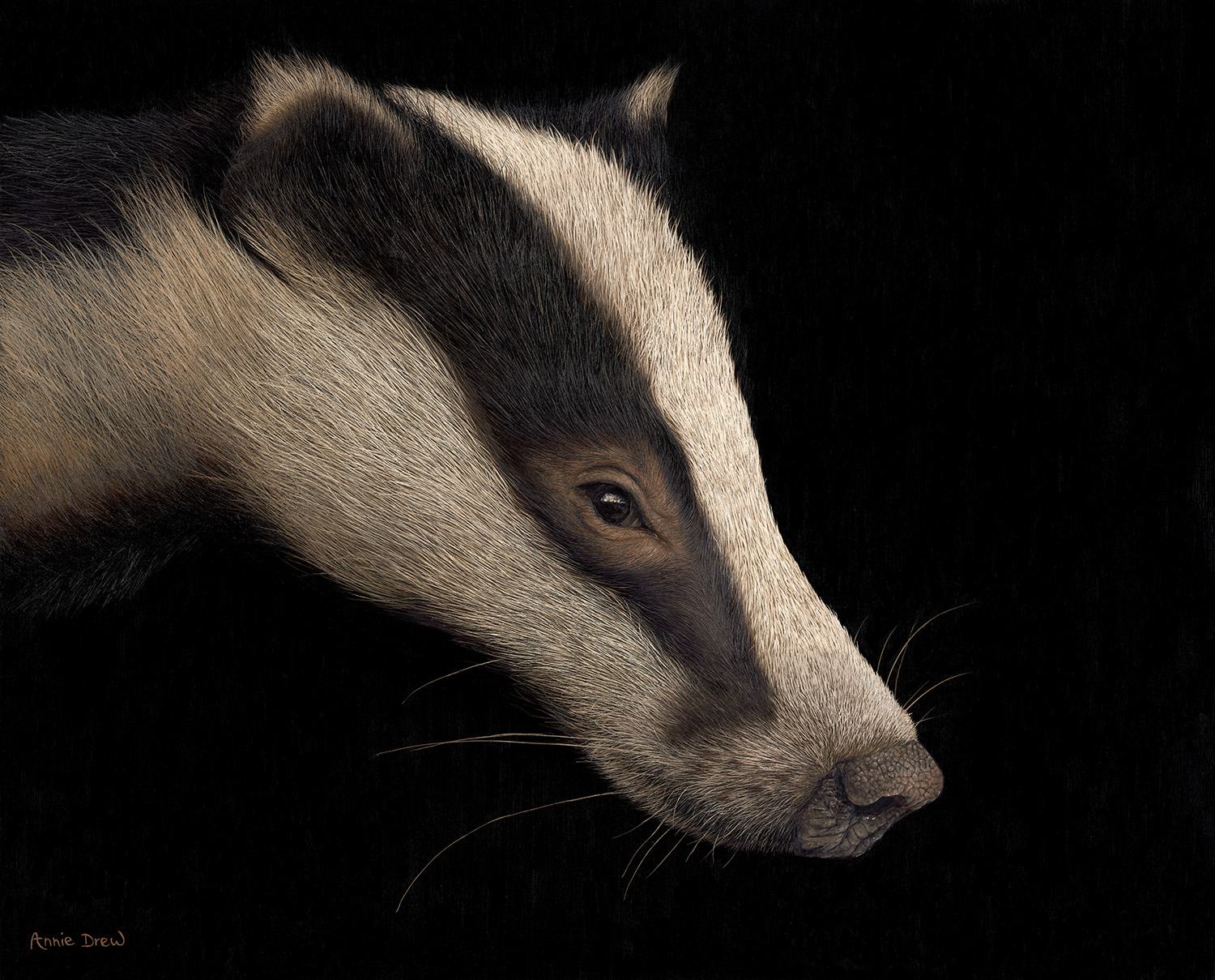 Badger Oil Painting of a Badger by Annie Drew