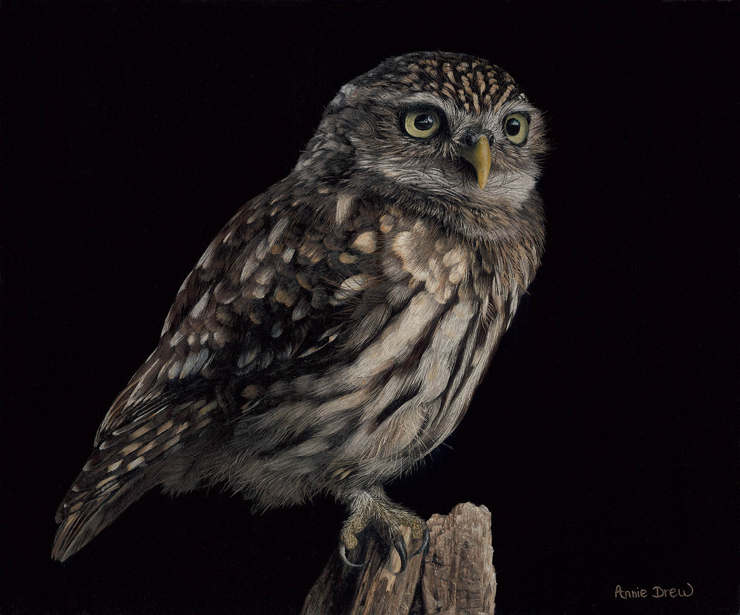 Little Owl FULL 2.tif Oil Painting of a Little Owl by Annie Drew