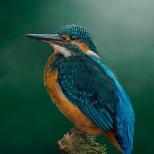 Wildlife Art Print, Kingfisher