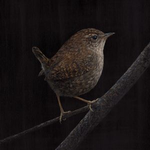 Wildlife Art Print, Wren